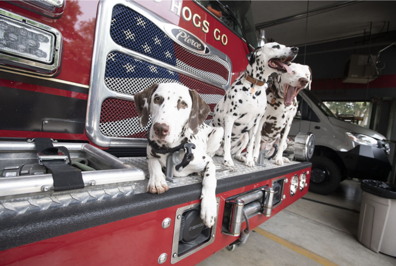 The Spotted Guardians of the Fireline: Dalmatians and the Origins of a Fiery Tradition